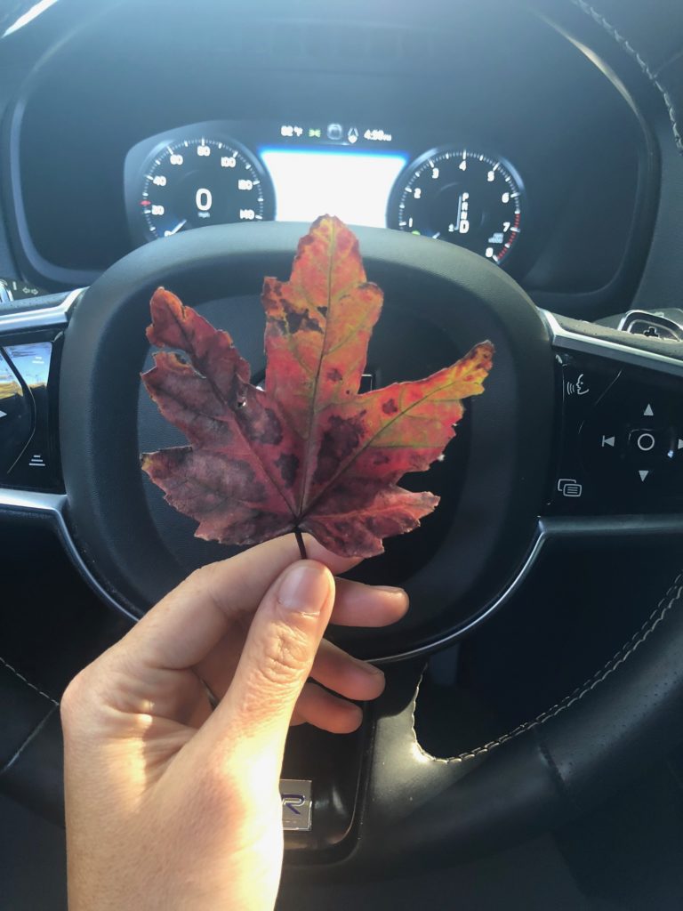 november goals leaf in car