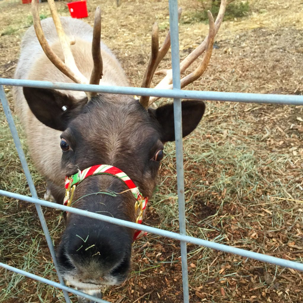 random holiday tales reindeer