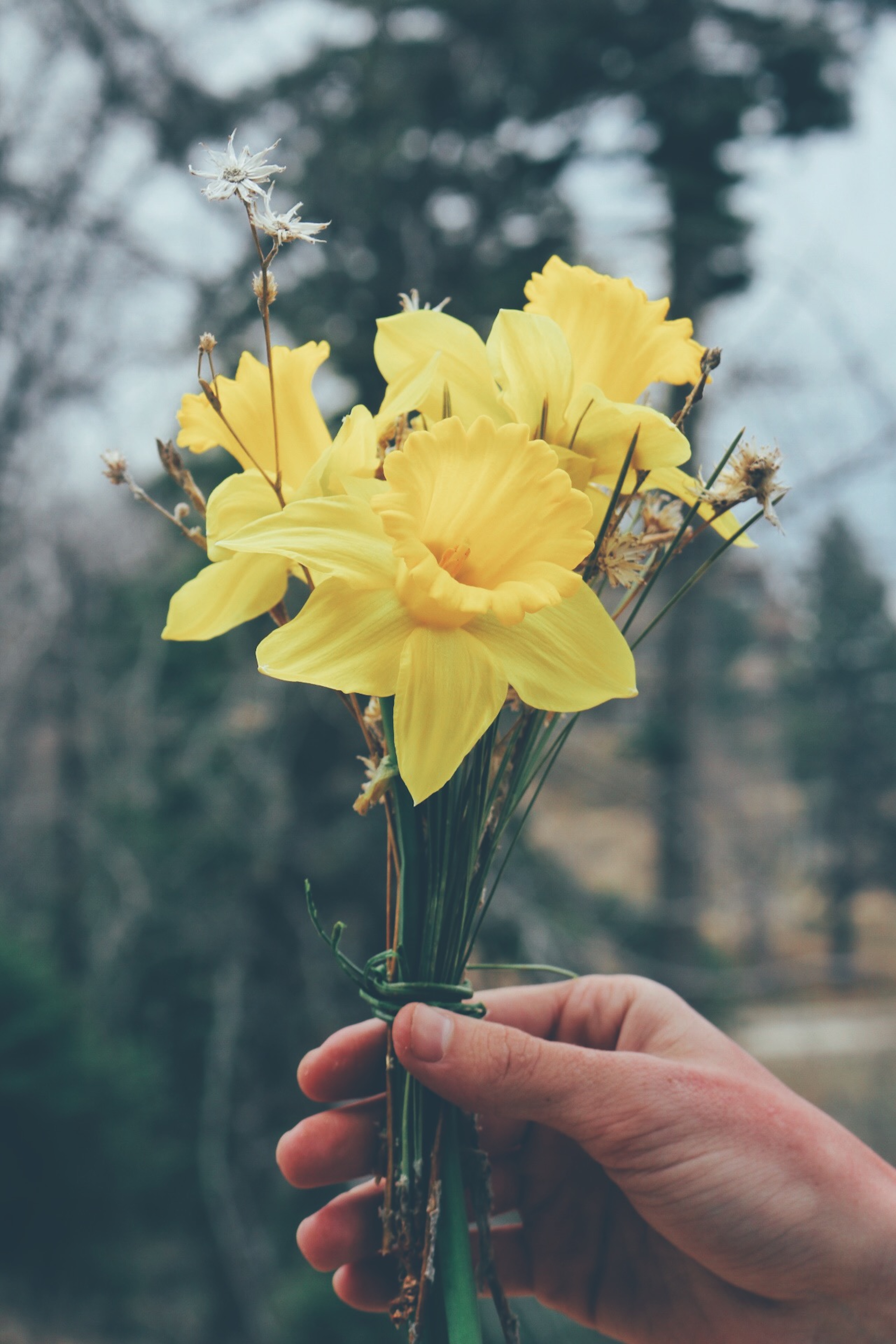 february goals daffodils