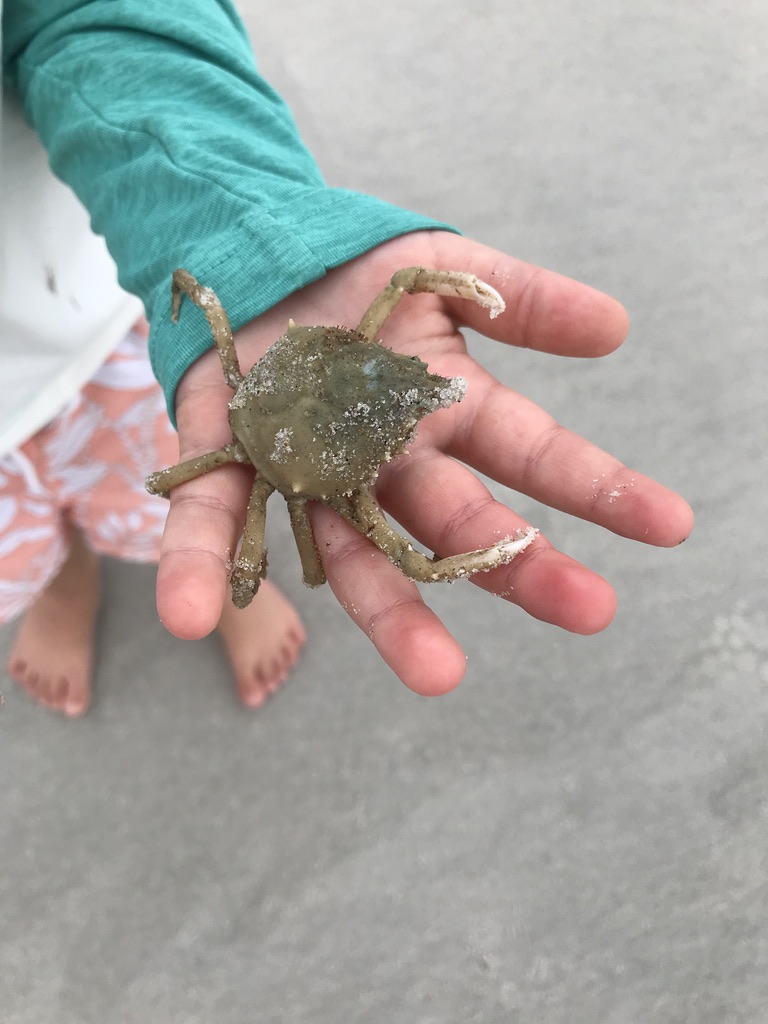 Yours Truly Eliza B. Blog | July Goals 2020 Post | photo by Eliza B. - Tiny Crab