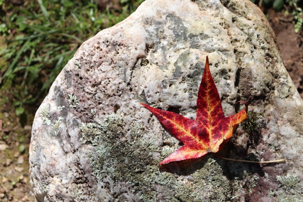 October Goals 2020 blog post | www.yourstrulyelizab.com | autumn leaf on a rock photo by Eliza B.
